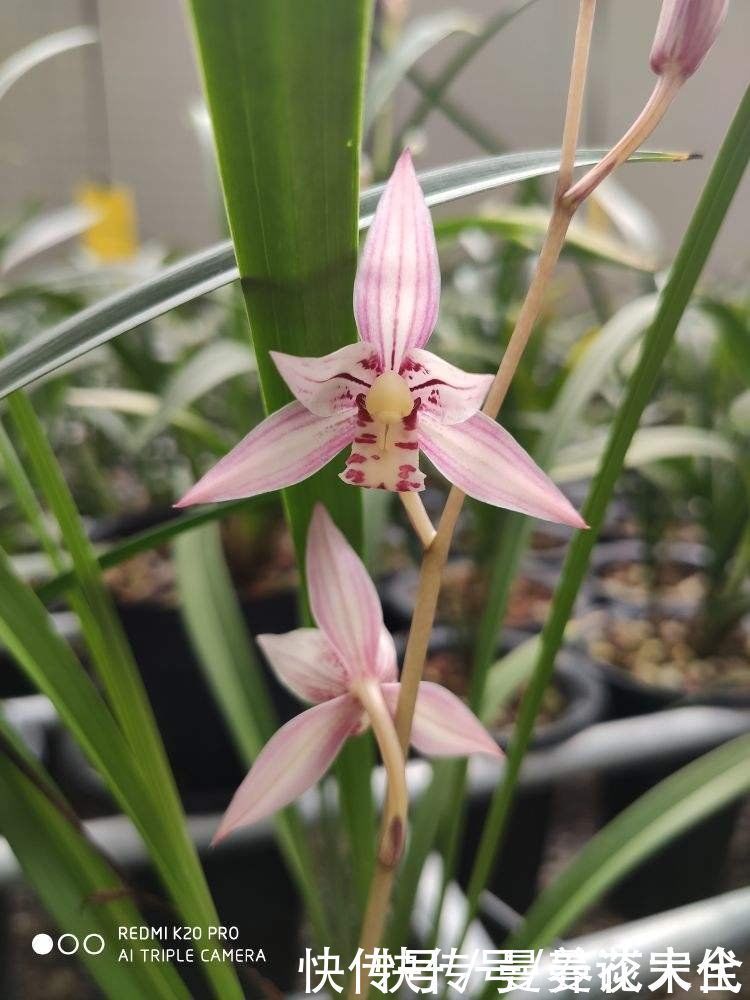 修剪|建兰要想开花，养护要记住“4个巧妙”，花朵开得才会多