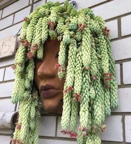  叶子|多肉玉缀怎么养？掌握“4点”，一簇簇的叶子将长得又密又粉嫩