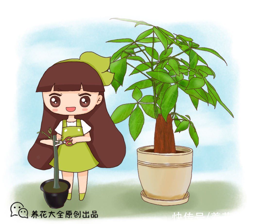 长不好|想养好发财树，修剪是关键，长得旺盛还有型