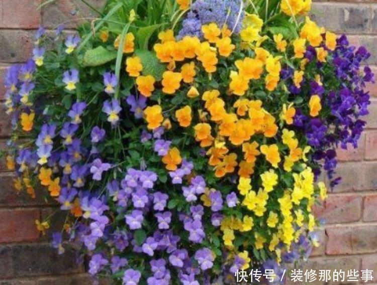 4种花美的出奇,婀娜多姿,绚丽多彩,美到让人窒息!