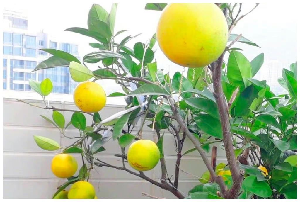 王祖蓝晒自家有机菜园,引10万网友点赞,网友:这就是向往的生活