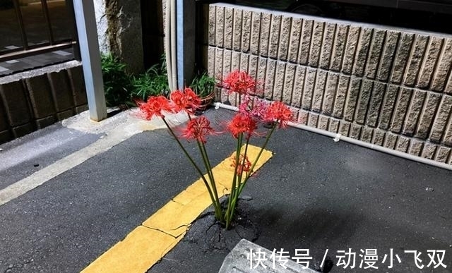 动漫|日本停车场里长出了彼岸花，结果动漫爱好者们纷纷玩起了梗