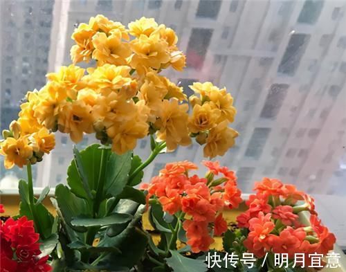 花期|长寿花不现苞？直接“放大招”，花苞直冒，开花不断大半年