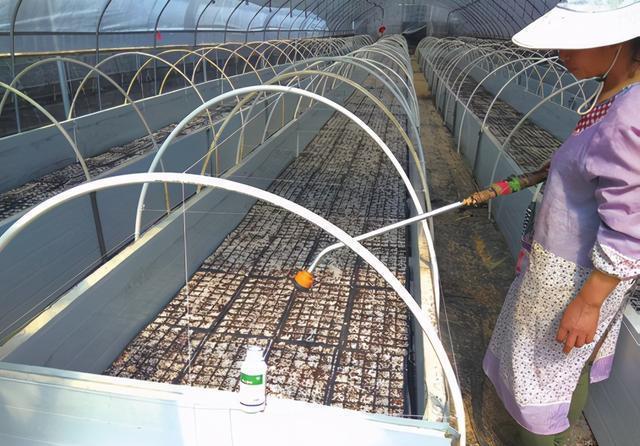 三角梅|盆景三角梅扦插育苗新技术