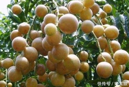 止咳王被发现了,常吃此果,让你摆脱咳嗽烦恼