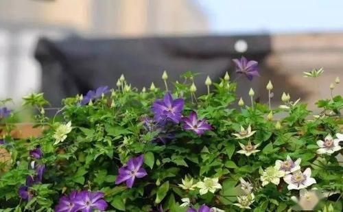 春天种上爬藤植物，夏天花儿爬满墙！