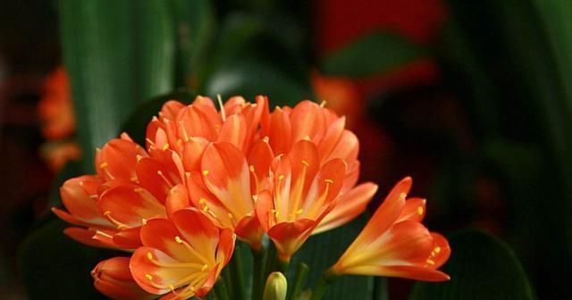 做好|君子兰生长缓慢做好这几点,让其蹭蹭长不停