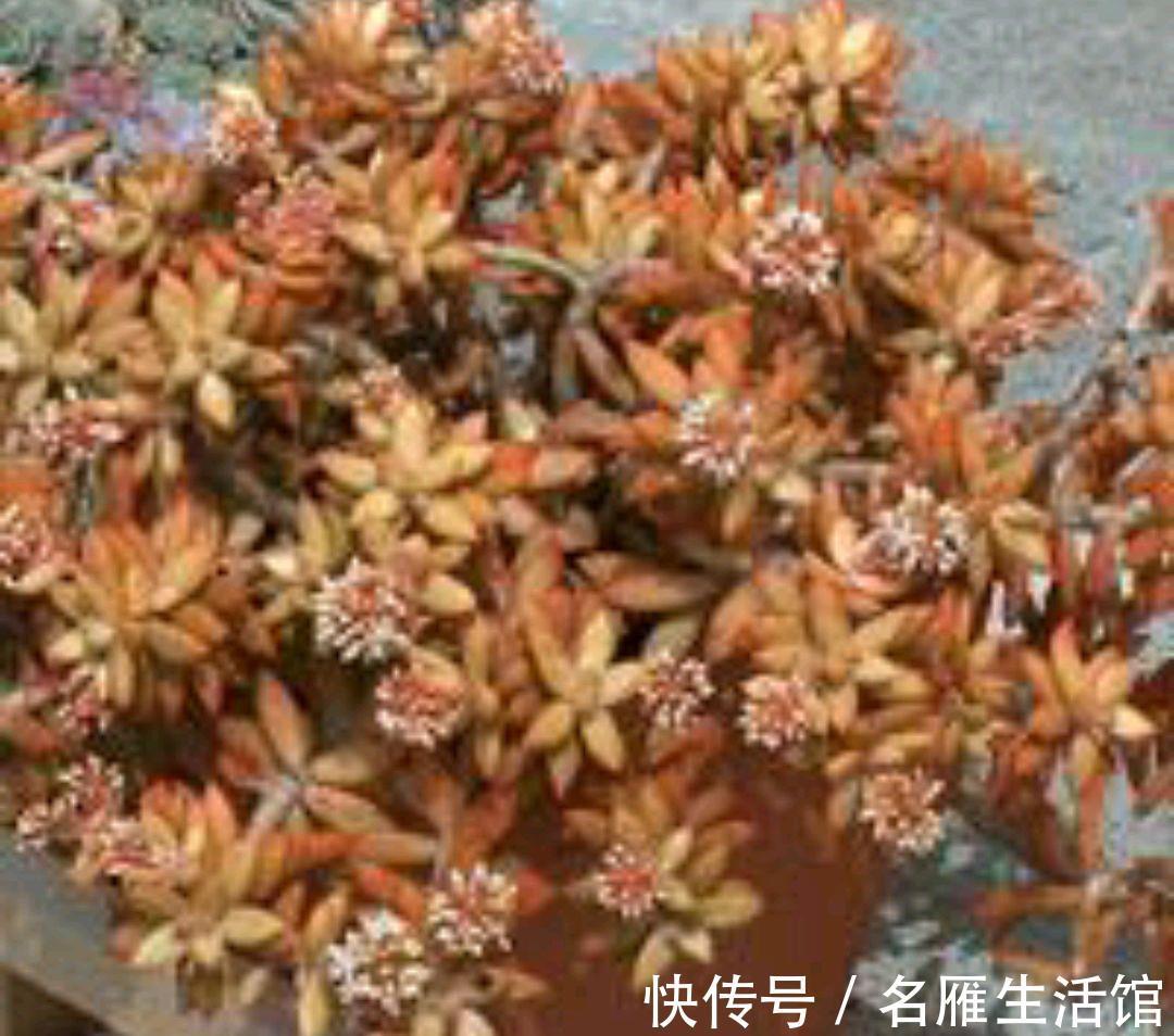 多肉|不怕晒的多肉有哪些?容姐给你推荐7种,看你喜欢哪种?