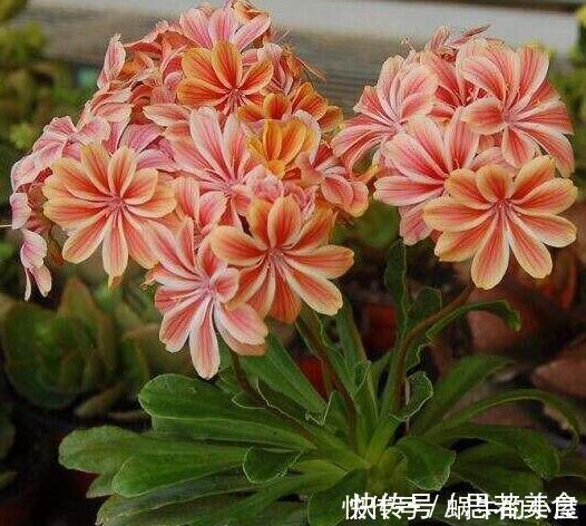 这一种花,四季开花持续不断,放一盆家里还驱蚊,漂亮又好养!