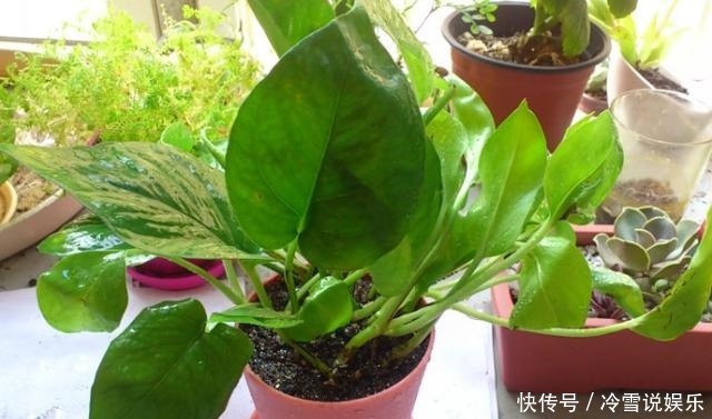 根部|养富贵竹、君子兰、绿萝,一对一喂”神仙水“才根壮叶绿