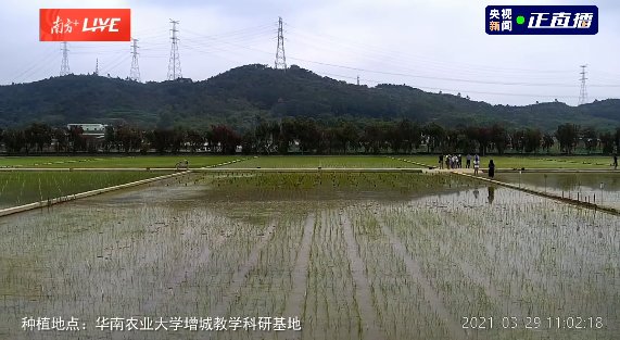 人类史上飞得最远的稻种已成苗！嫦娥五号“太空稻”告别温室正在插秧