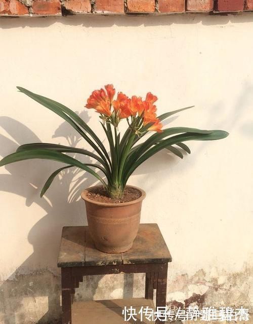 君子兰总是不长，不开花，施什么肥才能生长旺盛并且开花呢？