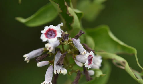 耽误|被名字耽误的美食，这里的人用“鸡屎”祭祀神明