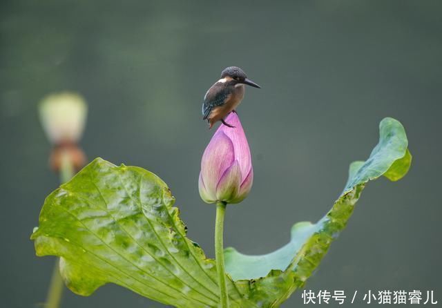  散文|让我们一起重温朱自清《荷塘月色》原文，散文最服朱自清，美赞了