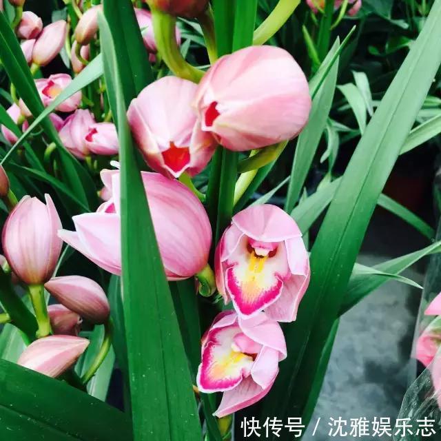 狐尾兰|4种“兰花”好养还爱开花，一开就是“花瀑布”，惊艳！