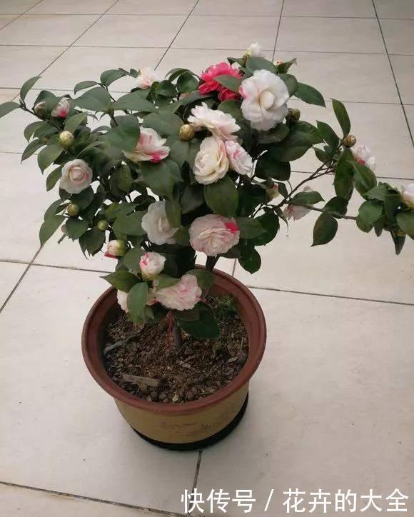 茶花|雨雪天冻不死的3种花,冬天开得旺,放家里喜庆又漂亮