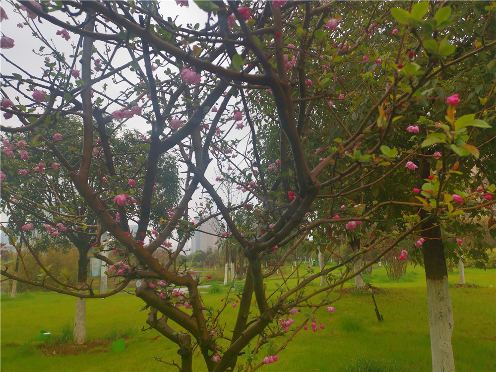 老年|美丽吉安:海棠花开 春色这边独好