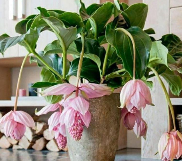 家养此款花卉,开花勤爱爆盆,个个开成大花球,开花一茬接一茬!