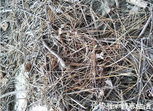 松针土是养花万能土,但是别乱用,不同状态的松针,要区别对待