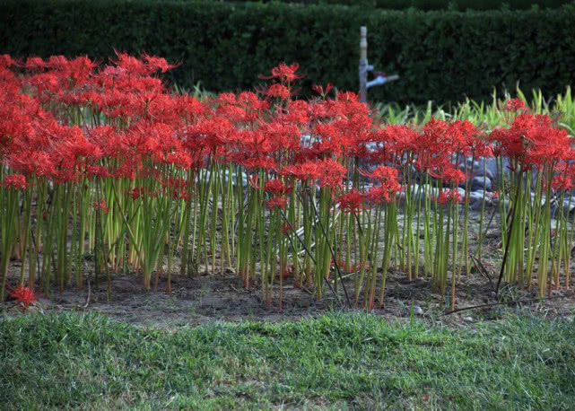 农村一种“神奇”植物,花和叶子永不相见,其实是清热祛痰良药