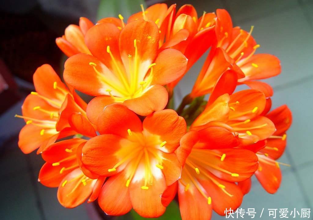 立冬后,养这5种花,最好搬到屋里,不然难越冬