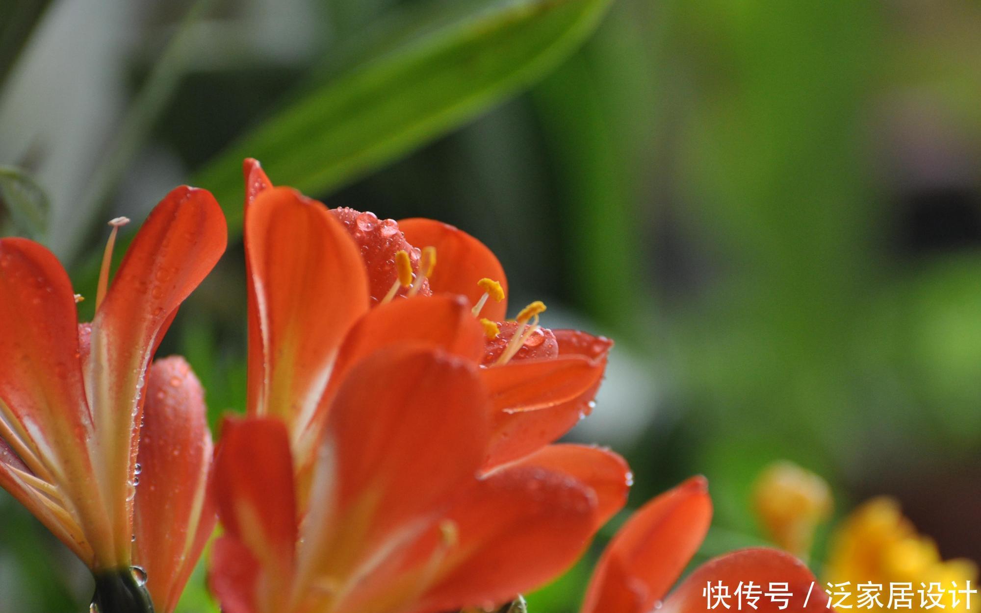 君子兰养护小技巧,土里埋上它,叶片肥又亮