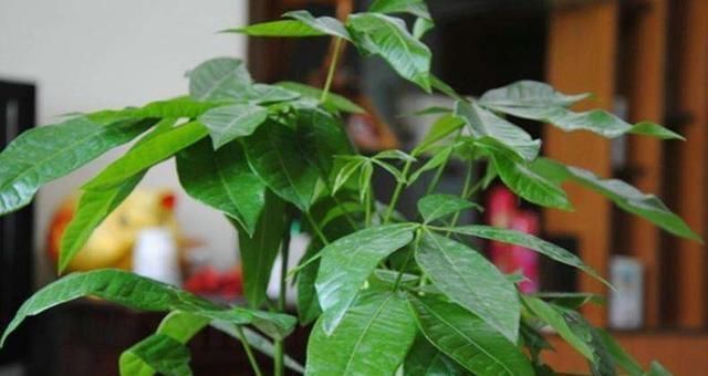 发财树叶片发黄不长新枝,知道原因很重要,告别黄叶,叶片多又绿