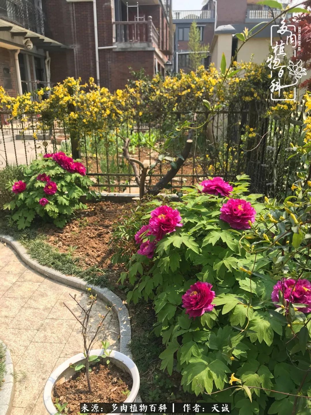 吃饱喝足，包邮区的多肉养精蓄锐准备渡劫！