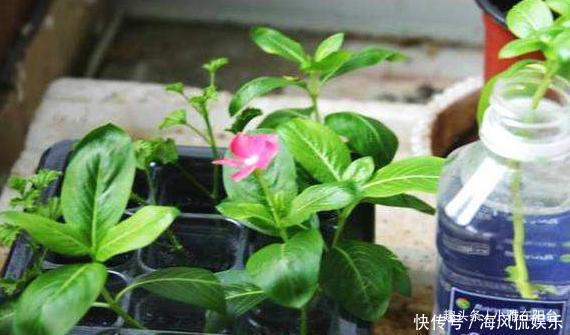 长春花|扦插长春花,有1个“技巧”,1棵养出30棵,棵棵开爆盆,好美!