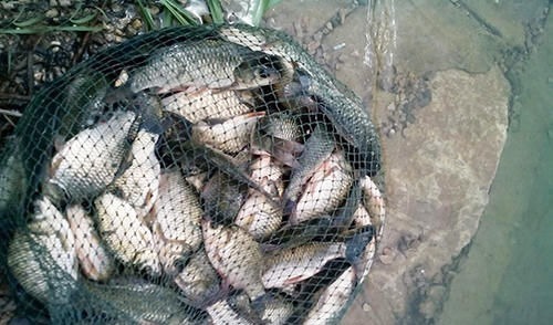 大爷就是大爷,为了钓鱼真是下血本,这才是真正的钓鱼人