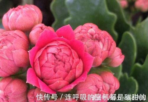 茱蒂|10款高颜值长寿花，好看又好养，你若一盆没养过，那也太可惜了！