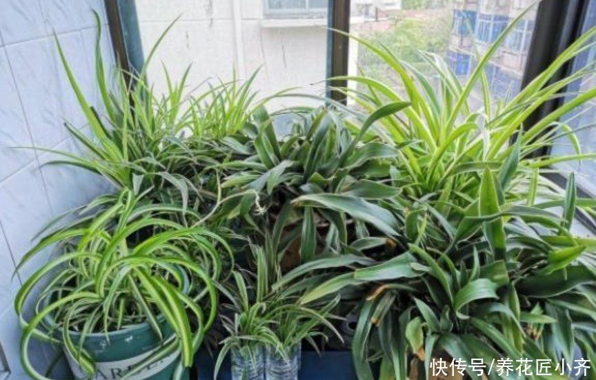 养花种菜太费土，全部购买不现实，教你3个技巧，省钱又有营养