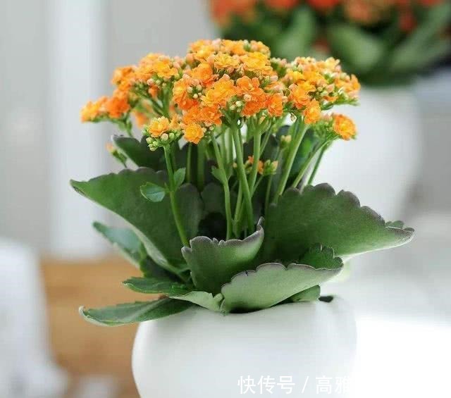 长寿花如何扦插，扦插长寿花需要注意什么