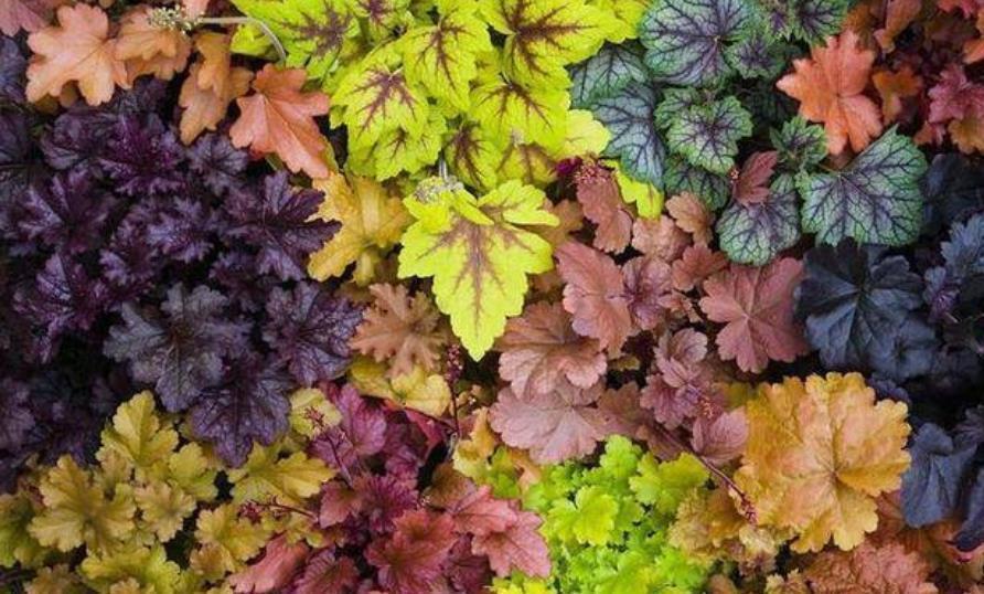 长寿花|5种漂亮花,现在养一盆正当时,能开到明年夏天,适合新手花友