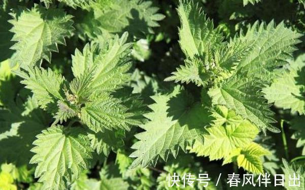 農村|農村常見的一類草，又稱“咬人草”，可祛濕止咳，改善月經不正常
