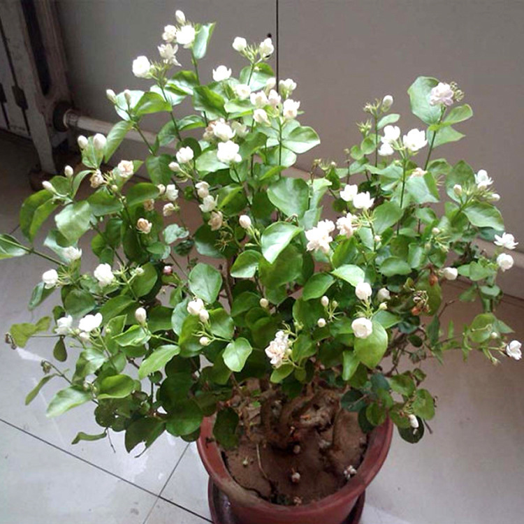 一种花，花香“飘满屋“，花开如“白雪”，阳台养一盆，清香扑鼻