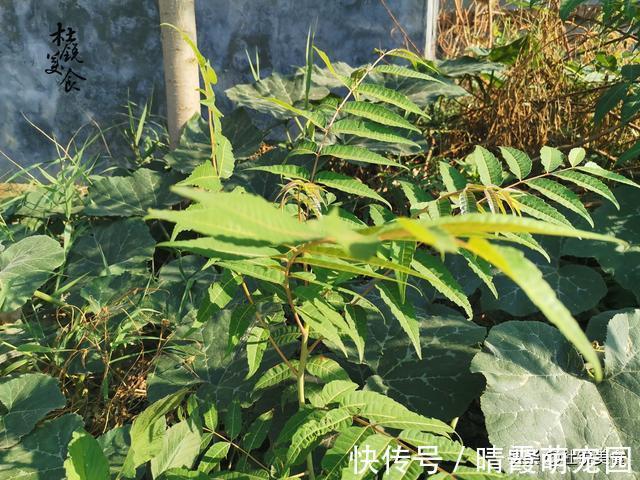 焯水|8种要焯水才能吃的食材,很多人做错,为了家人,可不能轻视