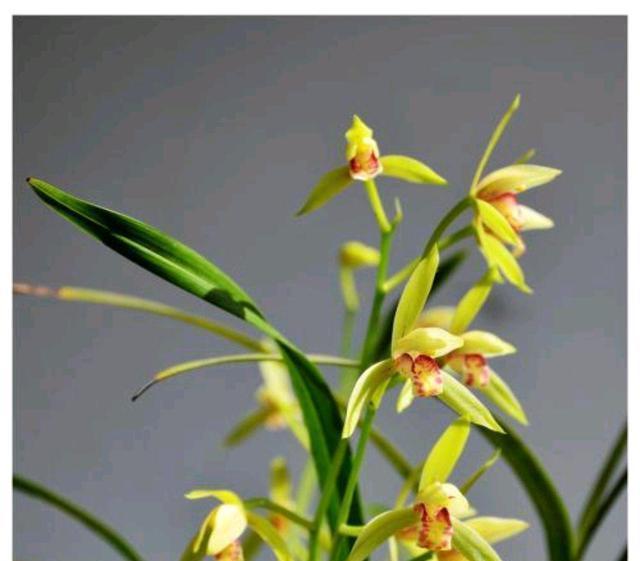 农历九月二十一霜降后,养什么花?以下3种花,合家幸福随地有春