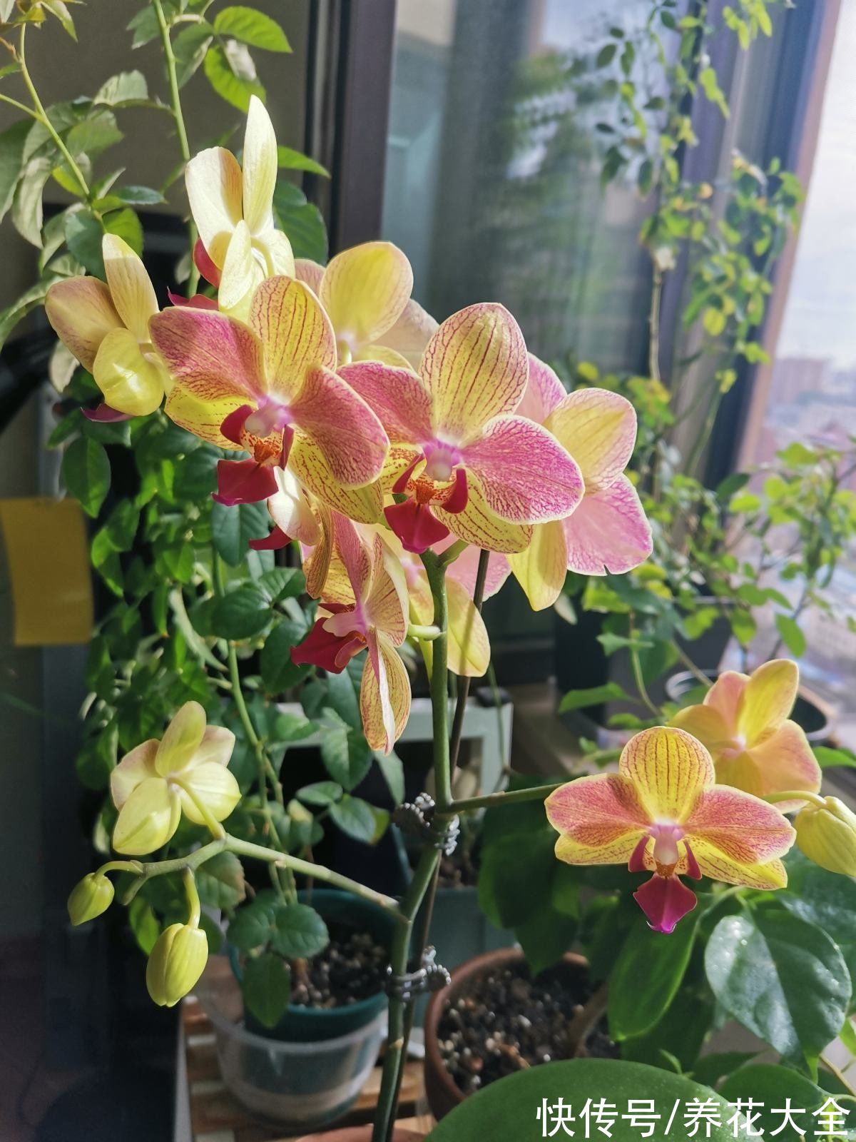 花卉|冬天养蝴蝶兰，要注意4“不能”，花朵能开3个月