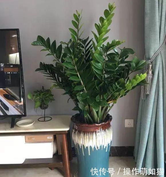 7种“吉利花”，家里养一盆，顺顺当当又漂亮，养人又旺家