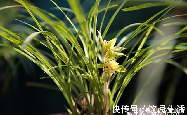 吊兰有“三怕”，避开不黄叶，野性足“猛抽穗”，一年长成绿瀑布