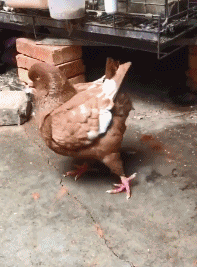 |搞笑GIF趣图:上一秒霸气十足,下一秒跪地求饶