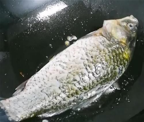 怎样炖鱼汤又白又鲜还不腥？记住这4点，鱼汤鲜美又营养，美极了