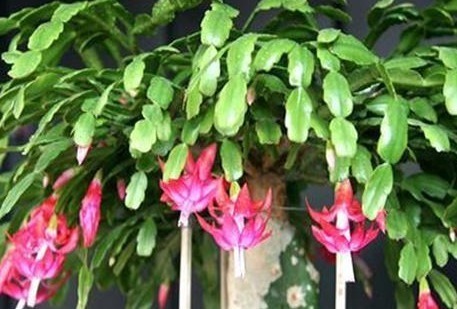 大花球|家养蟹爪兰习惯性不开花学会这三个小技巧,轻松爆出大花球