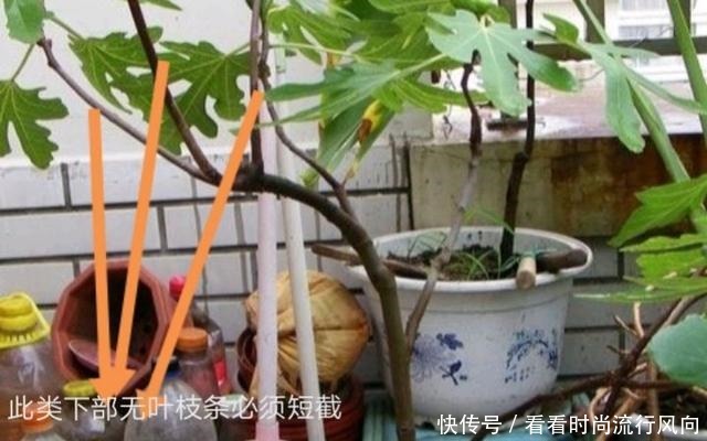 冬养无花果，不修剪、温度高来年没果子，做好这2点，果子压弯枝