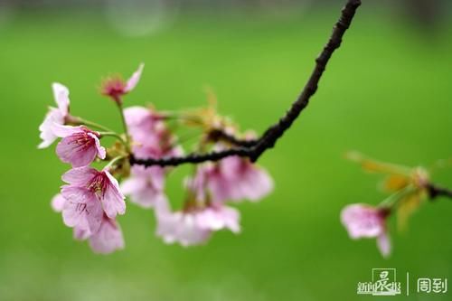 晨镜头|雨打樱花，花衬雨，雨中樱花别样美！内附保姆级拍花攻略→ |晨镜头\＂,\＂i12\＂:\＂雨打樱花，花衬雨，雨中樱花别样美！内附保姆级拍花攻略→