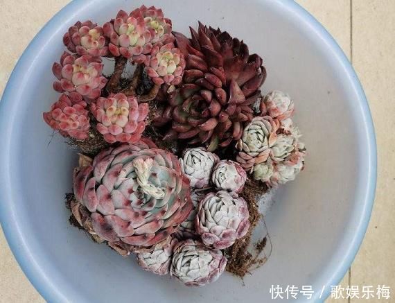 浇水|新买的多肉,旱它10天不浇水,反而长得特别胖