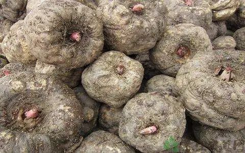 魔芋的營養價值與功效