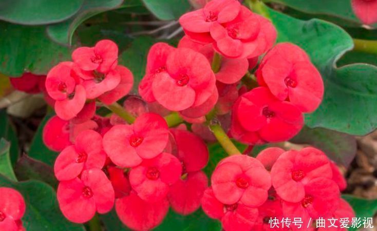榆叶梅|家里阳台必养此款花卉，365天开花不断，花团锦簇，比牡丹还美