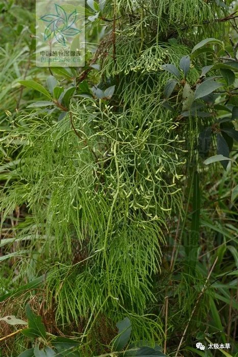 欧阳|类风湿关节炎与舒筋草的故事